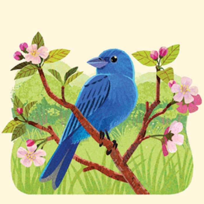 Blue bird perched on a flowering branch amid green foliage.