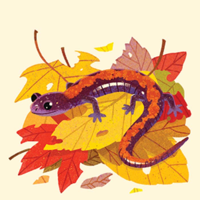 Purple and orange salamander crawling on autumn leaves.