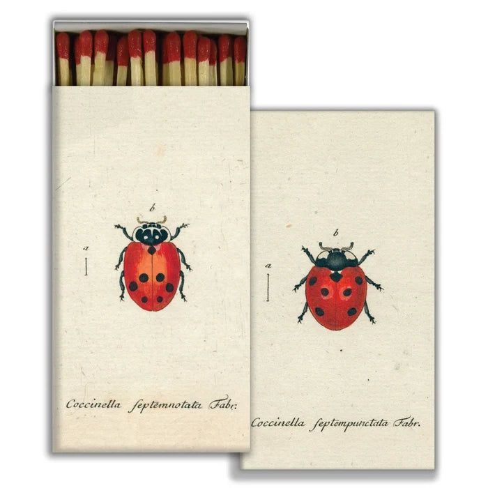 Little Ladybird
