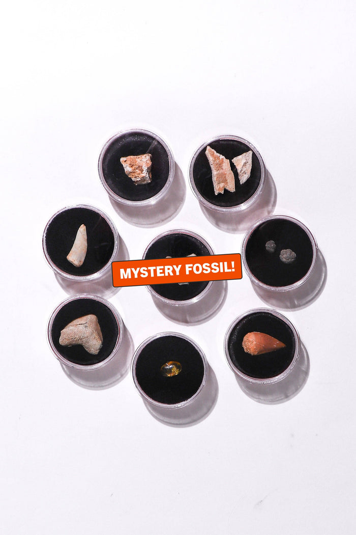 Cluster of round fossil display containers with orange labels and bone fragments on black pads against a white background.
