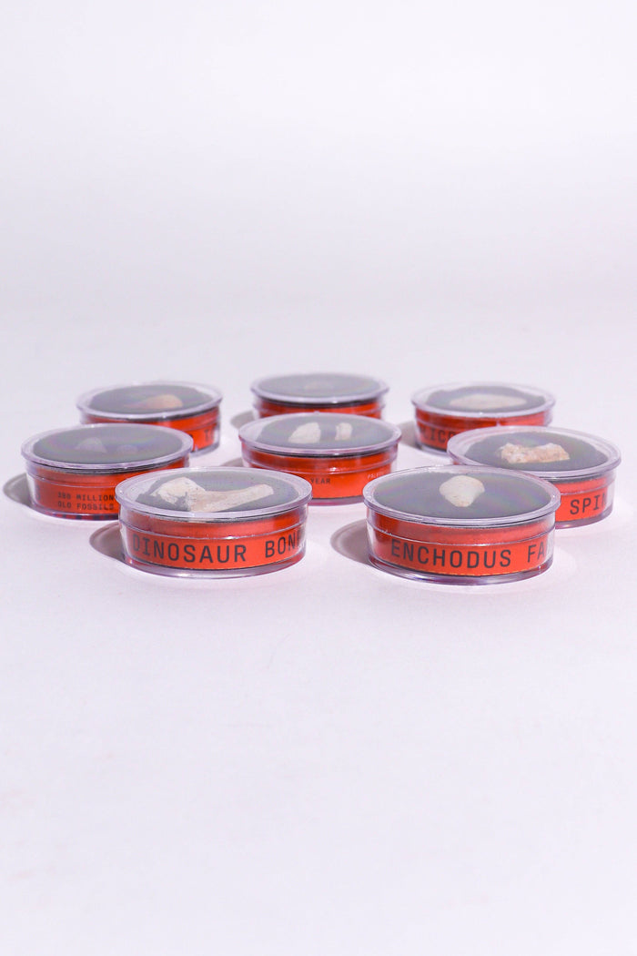 Row of red fossil jars with orange labels and pale bone fragments inside, set on a white surface.