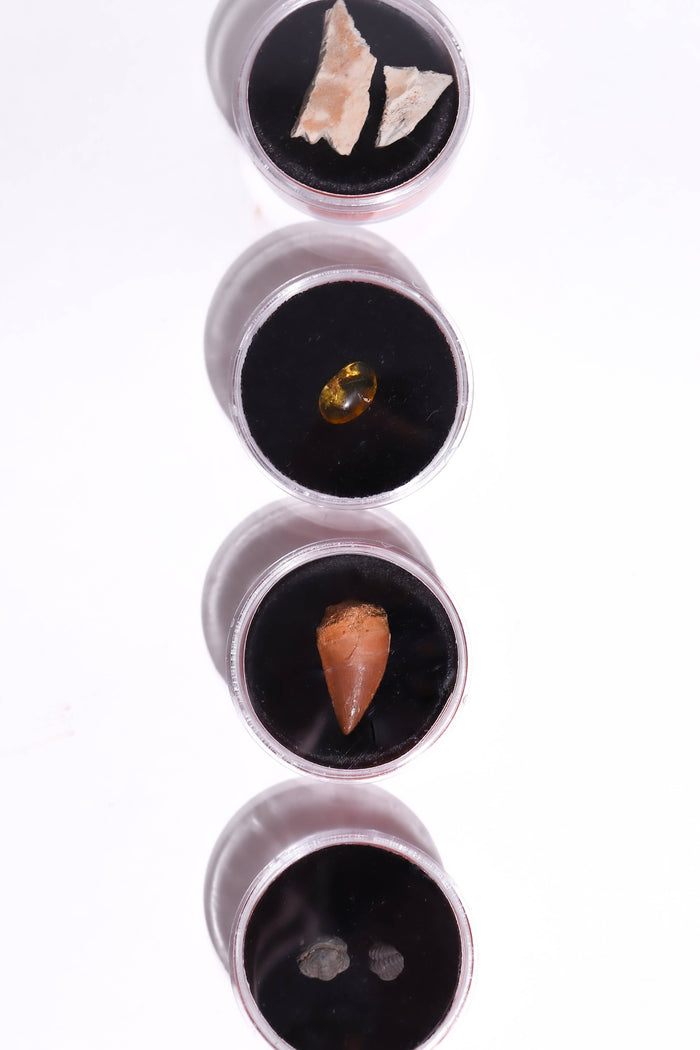 Fossil Blind Bag display: several small round jars with fossil fragments on black velvet lids arranged vertically.