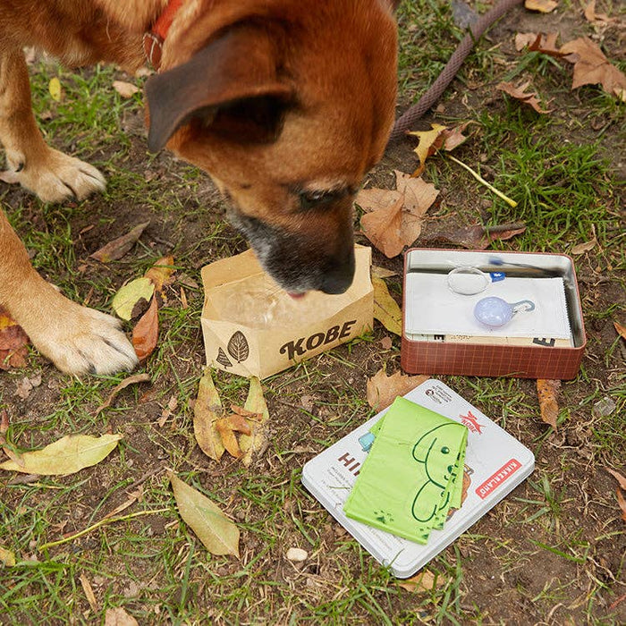 Dog sniffing Kobe branded paper packet with hiking kit items outdoors on grass and leaves.