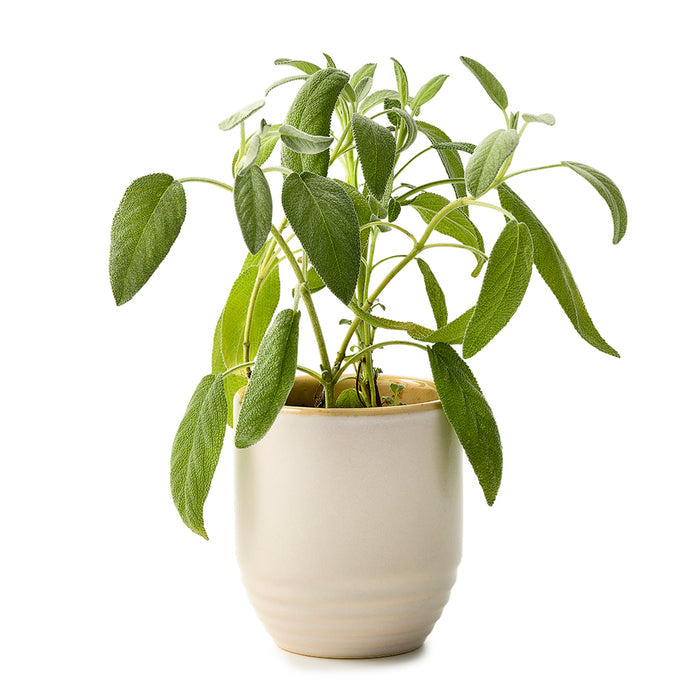 Modern Sprout® Garden Vibes Candle/Planter
