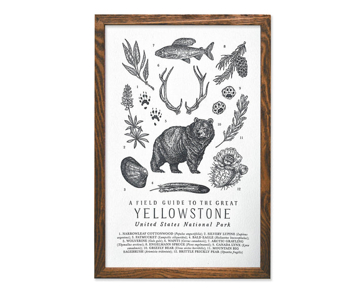 Yellowstone National Park Field Guide 11 x 17 displayed in a wooden frame